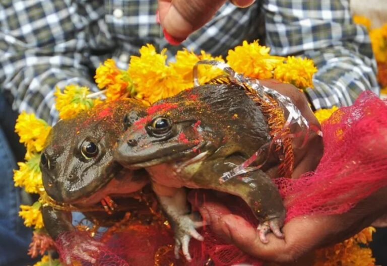 Frog Marriage